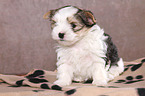 sitting Biewer Terrier Puppy