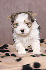 standing Biewer Terrier Puppy