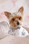 Biewer Terrier Portrait