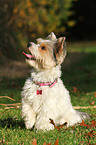 sitting Biewer Terrier