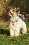 standing Biewer Terrier