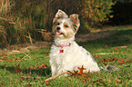 sitting Biewer Terrier