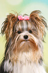 Biewer Terrier Portrait