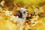 young Biewer Terrier in autumn