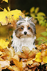 young Biewer Terrier in autumn