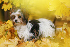 young Biewer Terrier in autumn