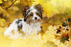 young Biewer Terrier in autumn