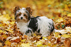 young Biewer Terrier in autumn