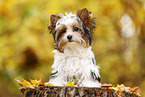 young Biewer Terrier in autumn