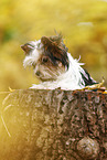 young Biewer Terrier in autumn