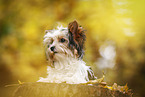 young Biewer Terrier in autumn