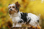 young Biewer Terrier in autumn