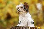 young Biewer Terrier in autumn