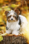 young Biewer Terrier in autumn