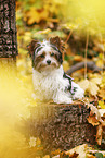 young Biewer Terrier in autumn