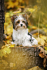 young Biewer Terrier in autumn