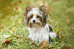 young Biewer Terrier in autumn