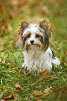 young Biewer Terrier in autumn