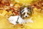 young Biewer Terrier in autumn