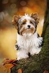 young Biewer Terrier in autumn