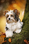 young Biewer Terrier in autumn