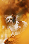 young Biewer Terrier in autumn