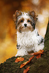 young Biewer Terrier in autumn