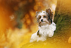 young Biewer Terrier in autumn