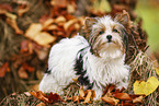 young Biewer Terrier in autumn