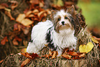 young Biewer Terrier in autumn