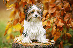 young Biewer Terrier in autumn