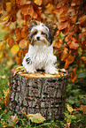 young Biewer Terrier in autumn