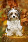 young Biewer Terrier in autumn