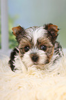 Biewer Terrier Puppy