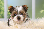 Biewer Terrier Puppy