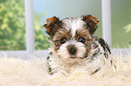 Biewer Terrier Puppy