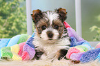 Biewer Terrier Puppy