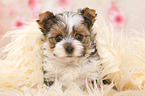 Biewer Terrier Puppy