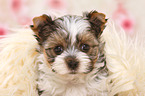 Biewer Terrier Puppy