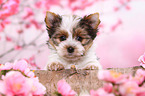 Biewer Terrier Puppy