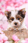 Biewer Terrier Puppy