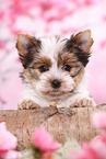 Biewer Terrier Puppy