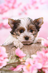 Biewer Terrier Puppy