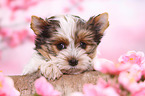 Biewer Terrier Puppy