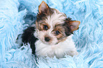 Biewer Terrier Puppy