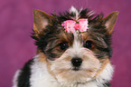 Biewer Terrier Puppy