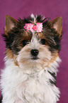 Biewer Terrier Puppy