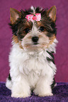 Biewer Terrier Puppy