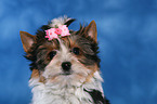 Biewer Terrier Puppy