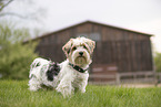 Biewer Terrier in summer